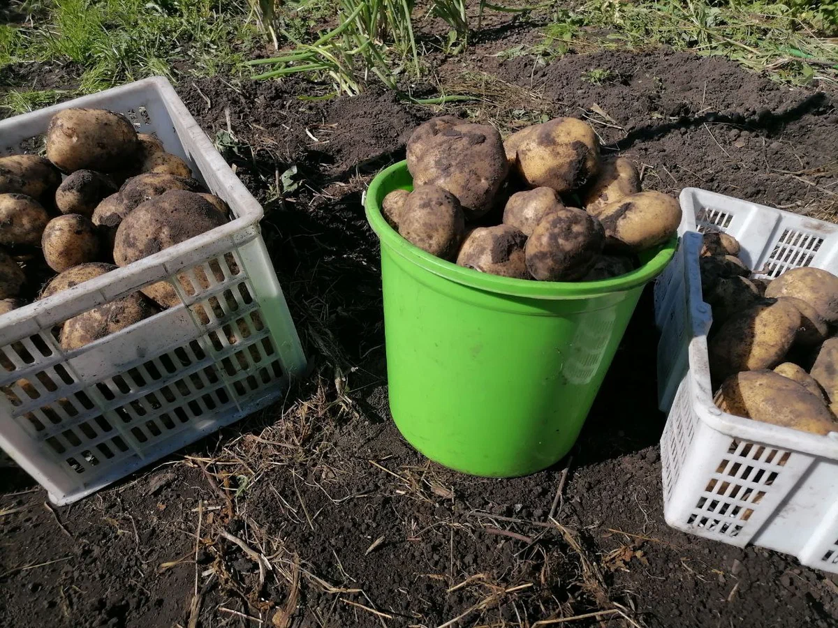Архивы Обзоры сортов картофеля • уДачный проект